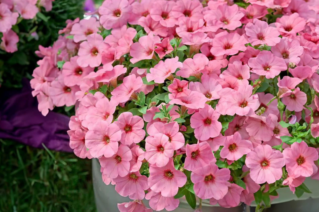 Petunia