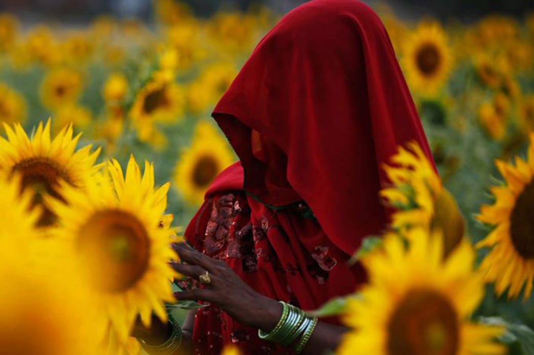 Sunflower