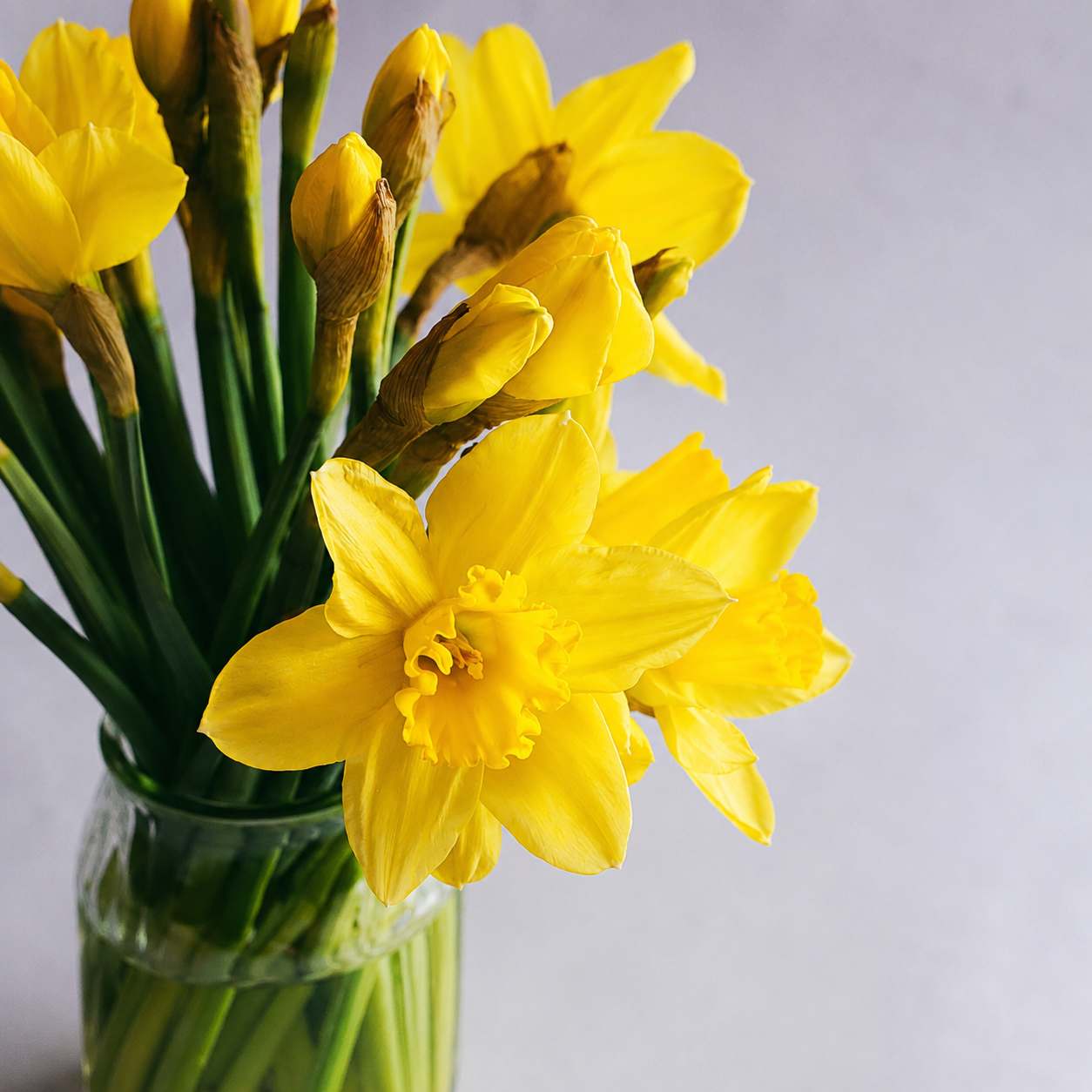 Daffodil 