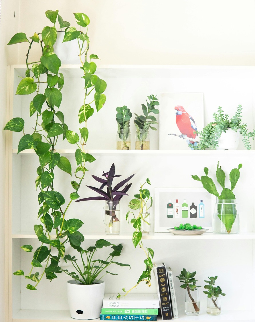 Money Plant Guide that Bring Wealth to Home