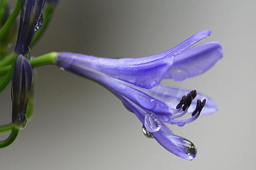 Violets