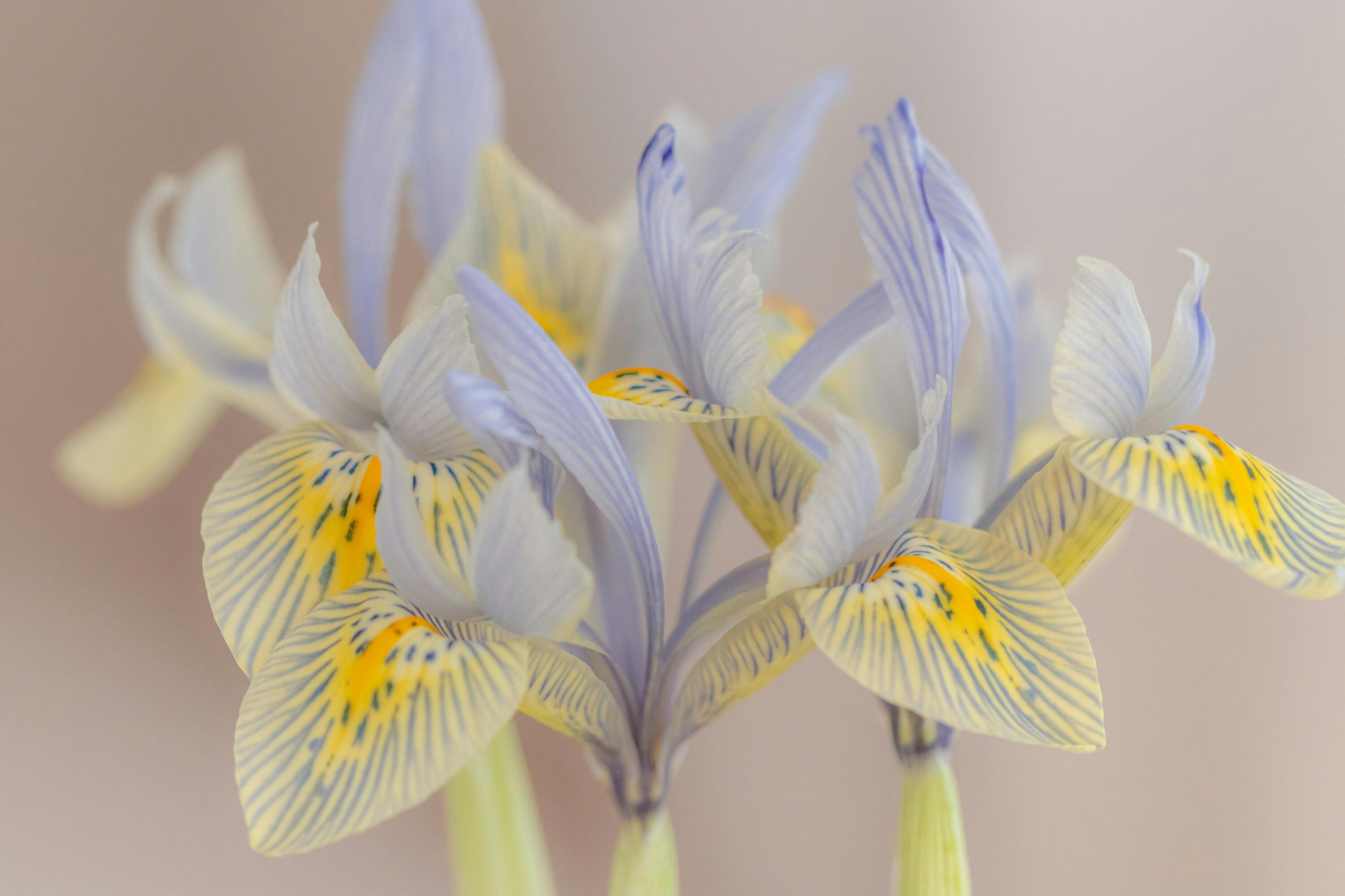 Irises flower
