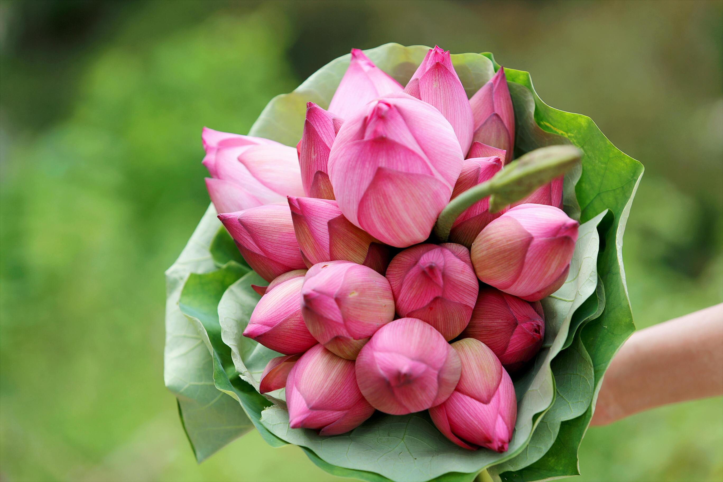 Lotus Bouquet