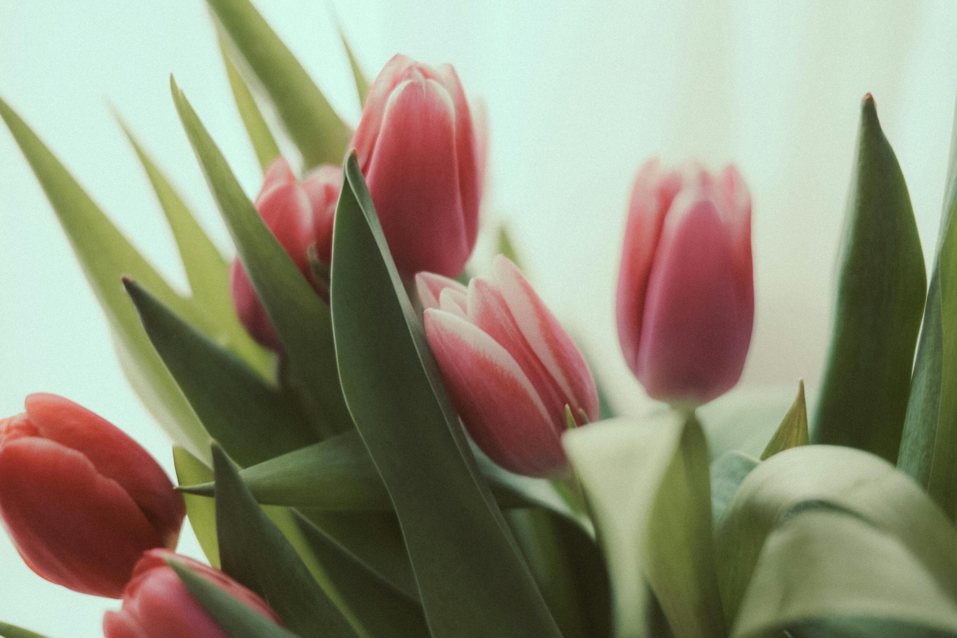 Pink Tulip