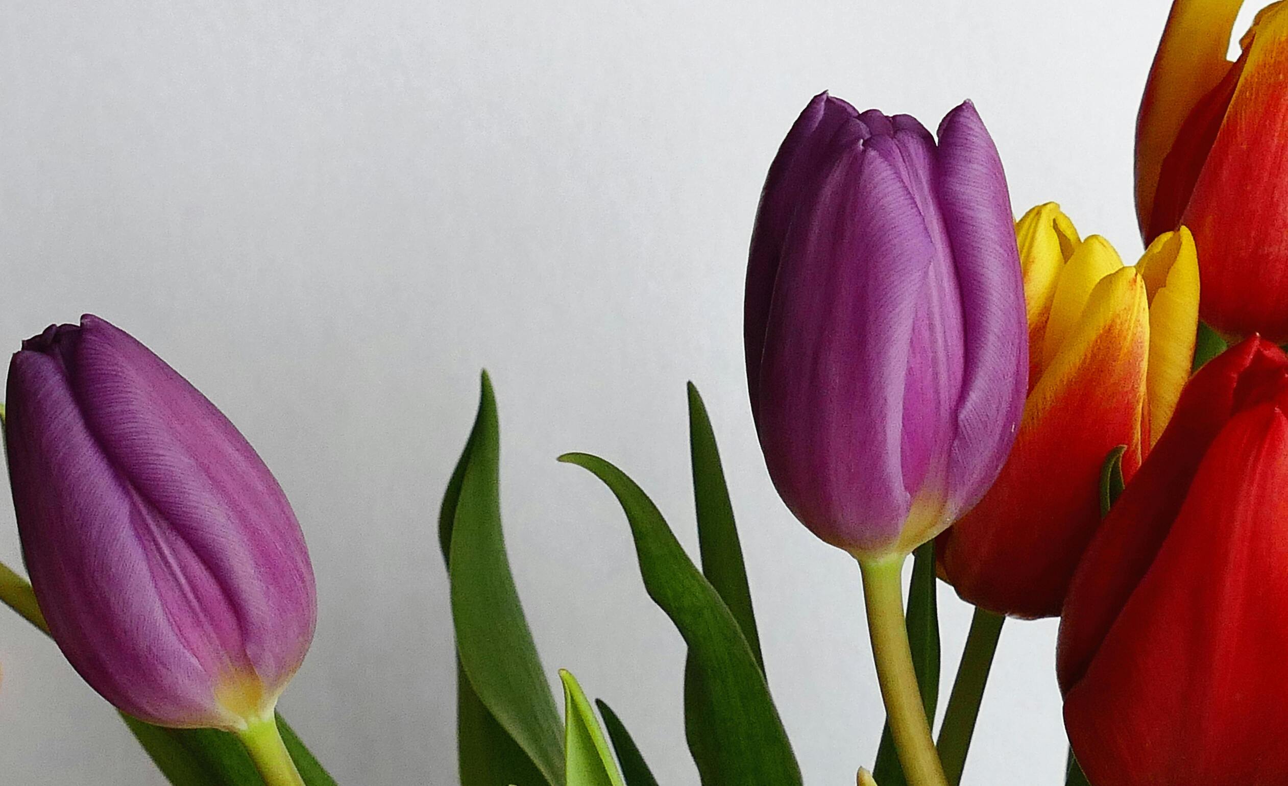 Purple Tulip