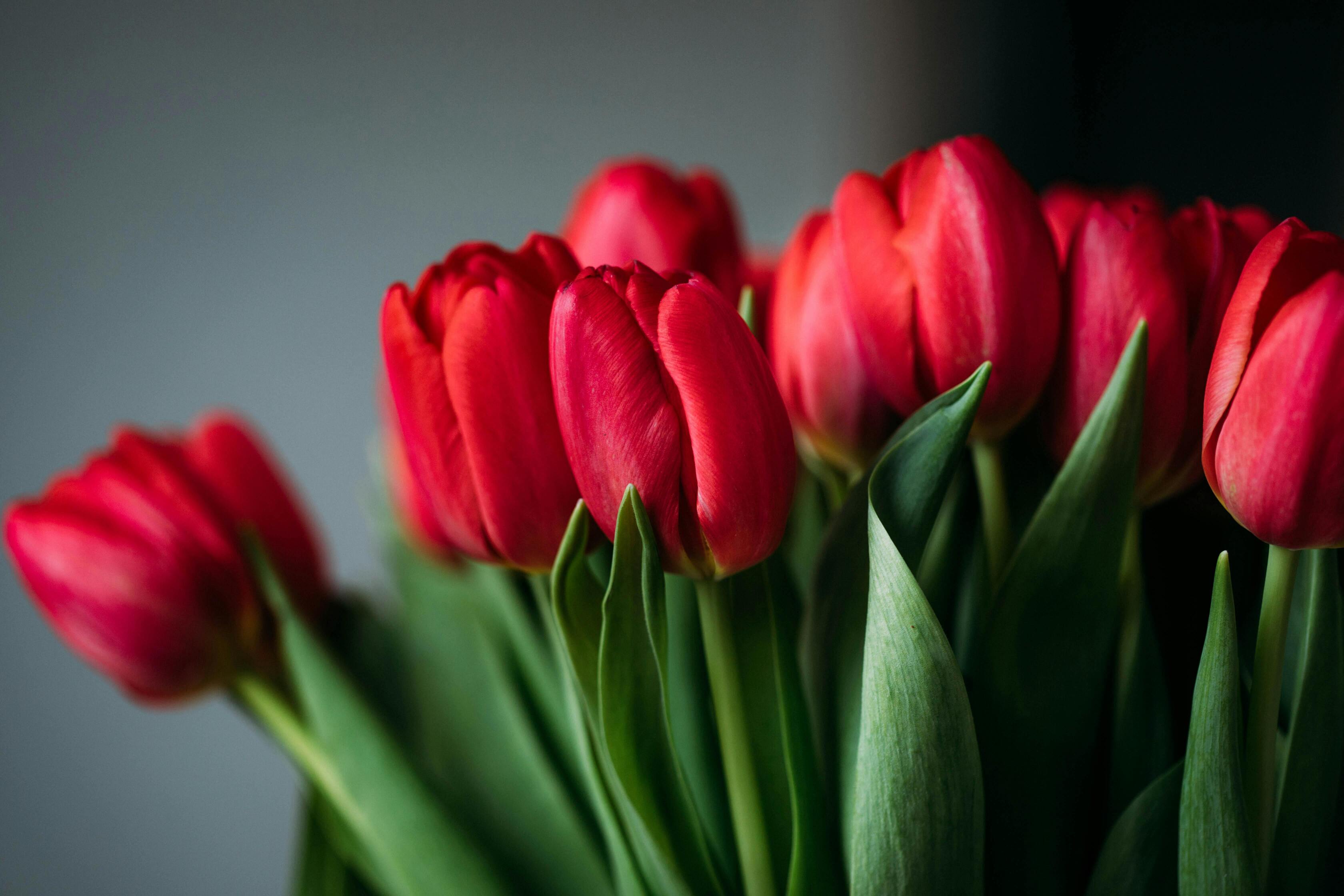 Red Tulip Online