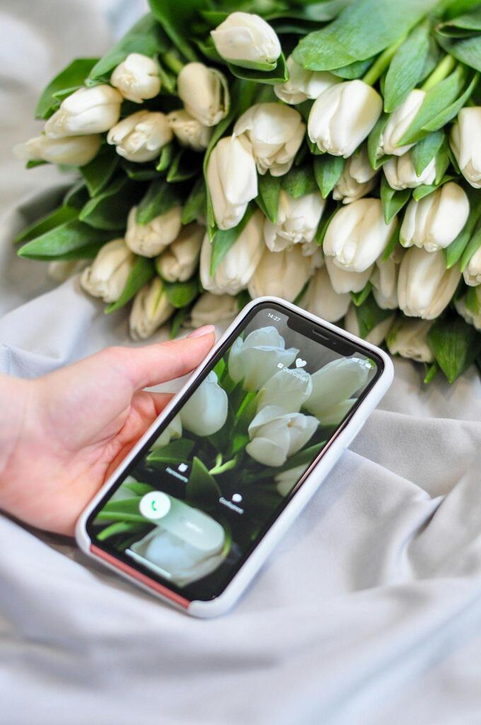 White Tulips 