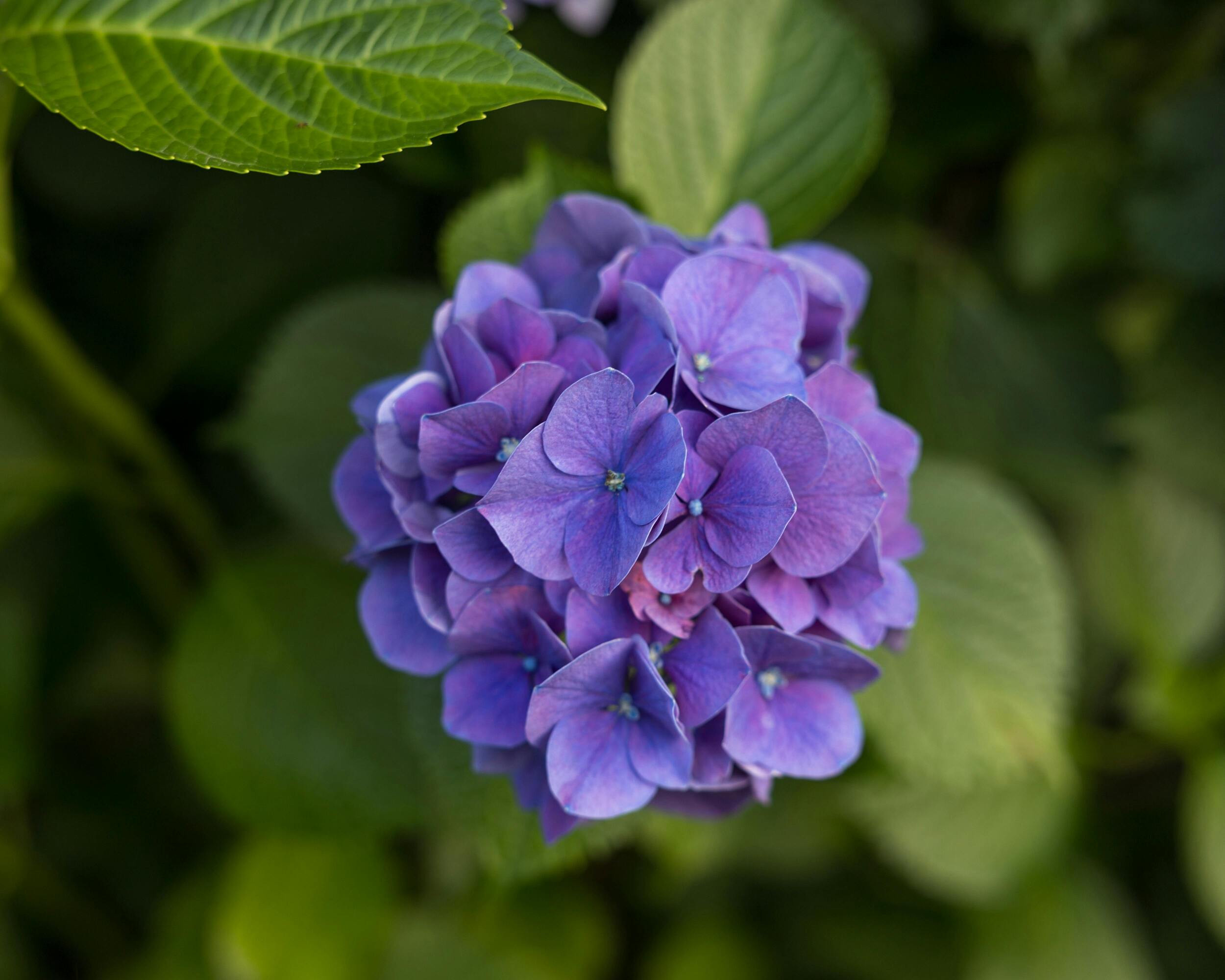 Lavendar Hydrangea