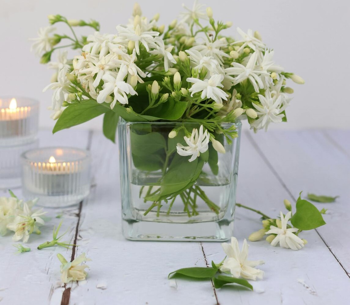 Jasmine  flowers