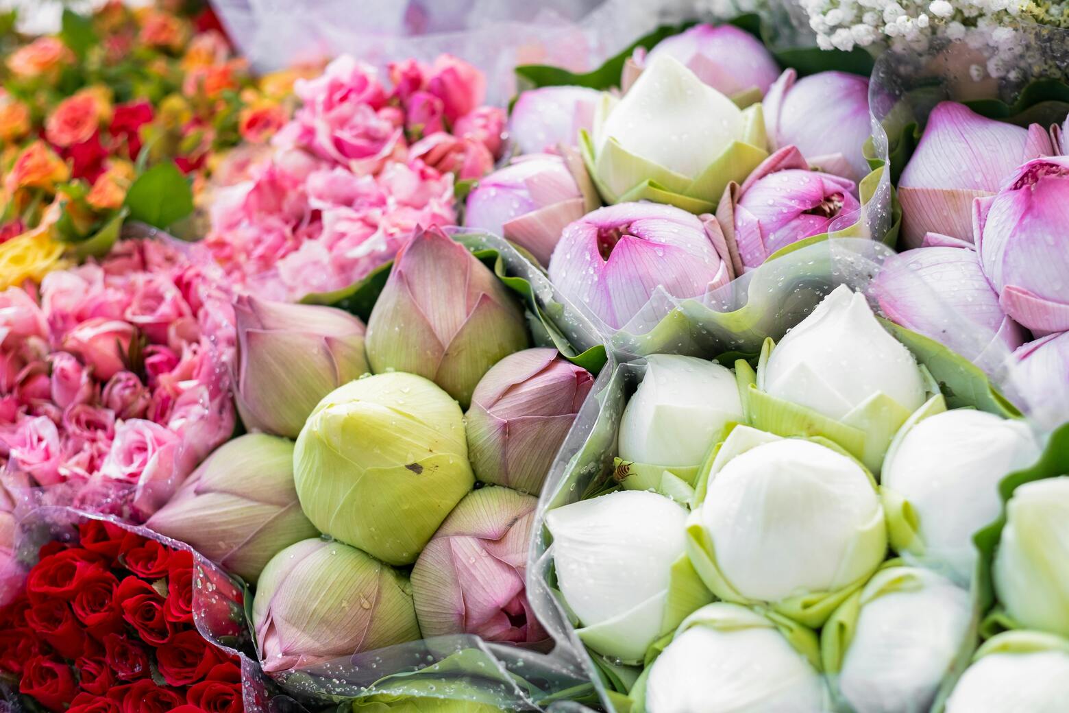 Lotus flowers