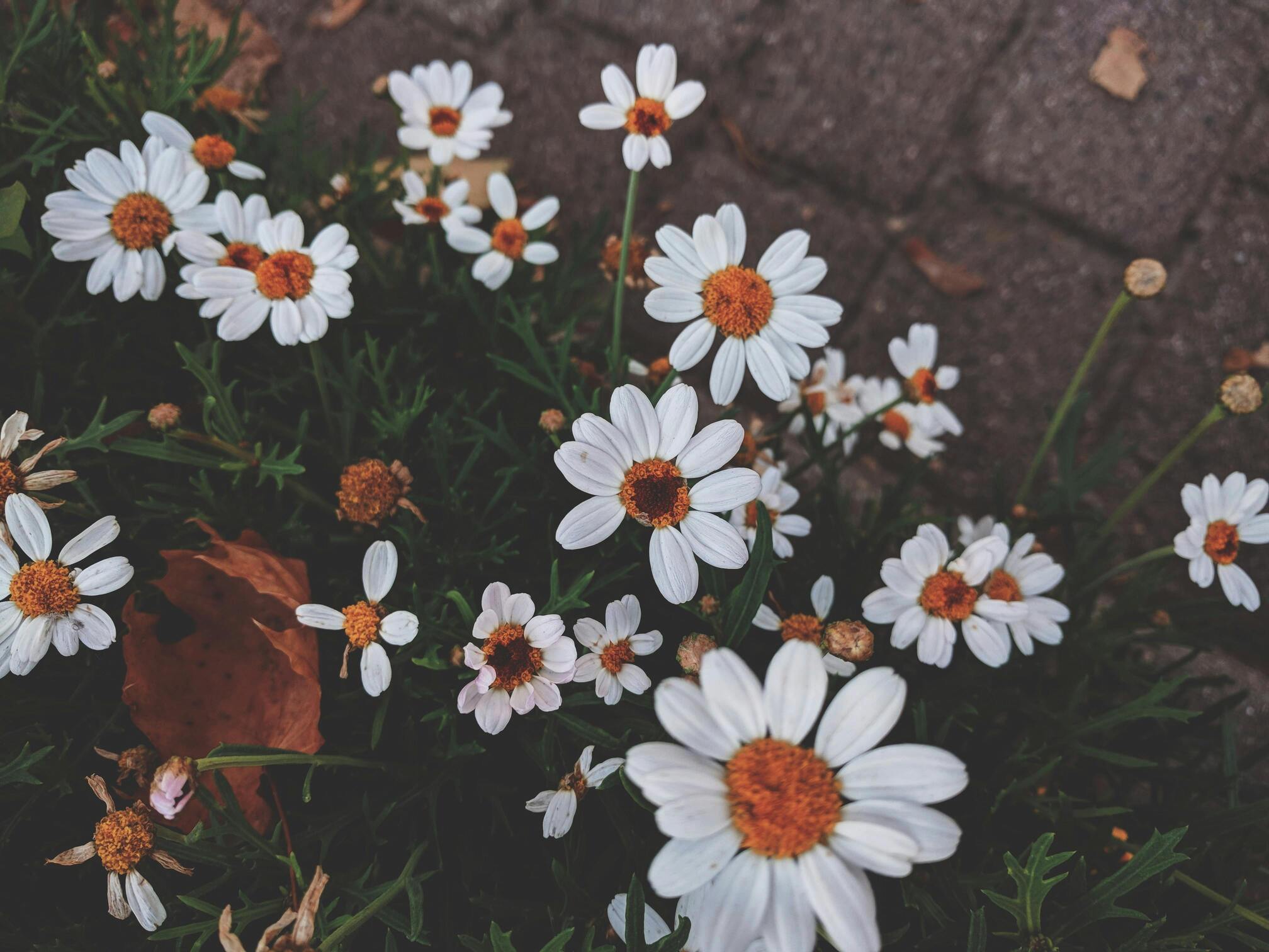 Daisies online